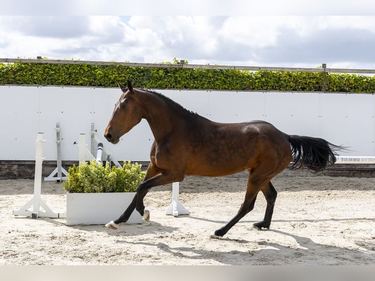 Zangersheide Klacz 4 lat 161 cm Ciemnogniada in Waddinxveen