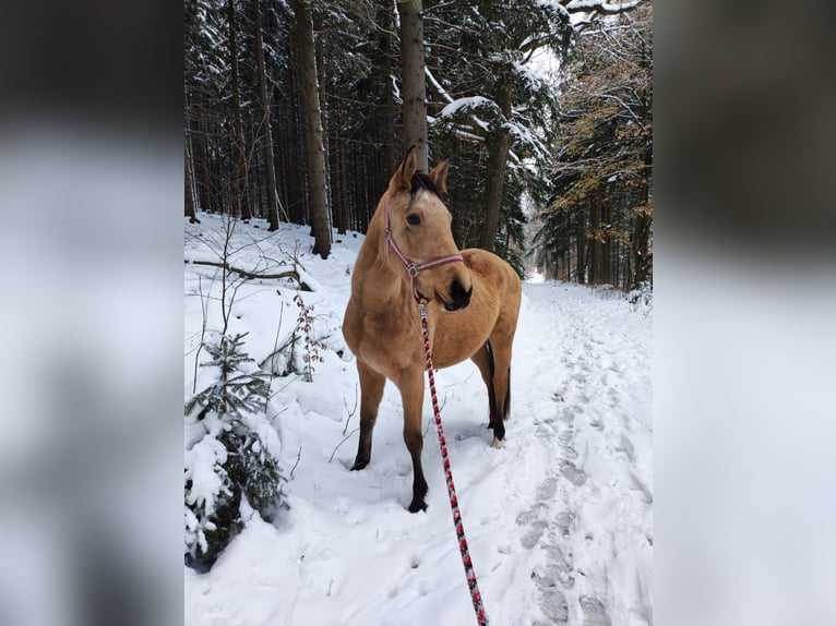 Zangersheide Klacz 4 lat 161 cm Jelenia in Frauenstein Zangersheide Klacz 4 lat 161 cm Jelenia in Frauenstein