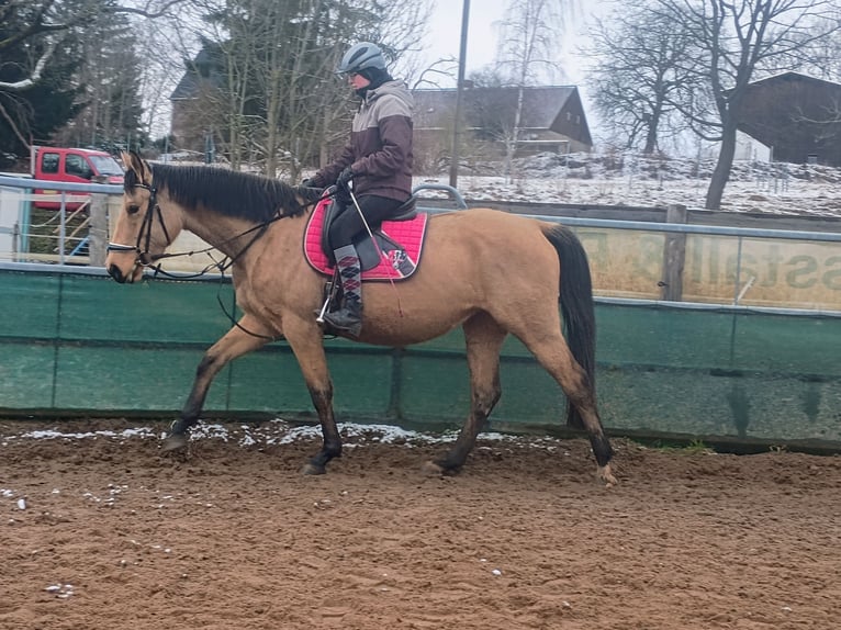 Zangersheide Klacz 4 lat 161 cm Jelenia in Frauenstein Zangersheide Klacz 4 lat 161 cm Jelenia in Frauenstein