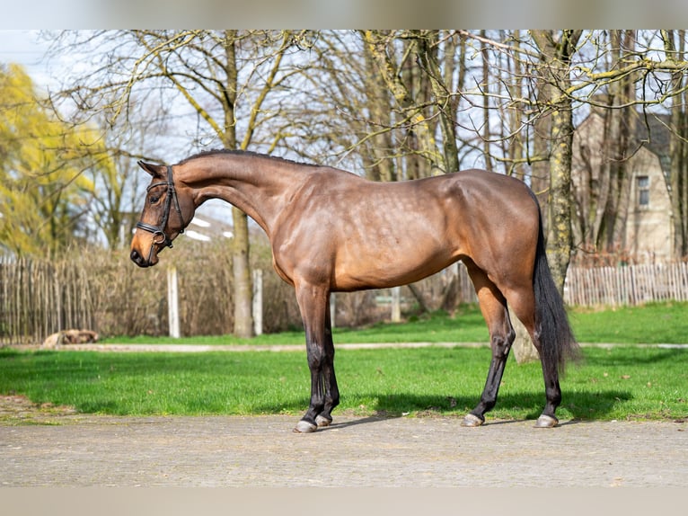 Zangersheide Klacz 4 lat 162 cm  in GROTE-BROGEL