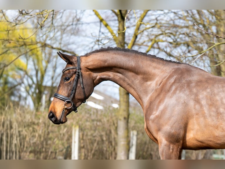 Zangersheide Klacz 4 lat 162 cm  in GROTE-BROGEL