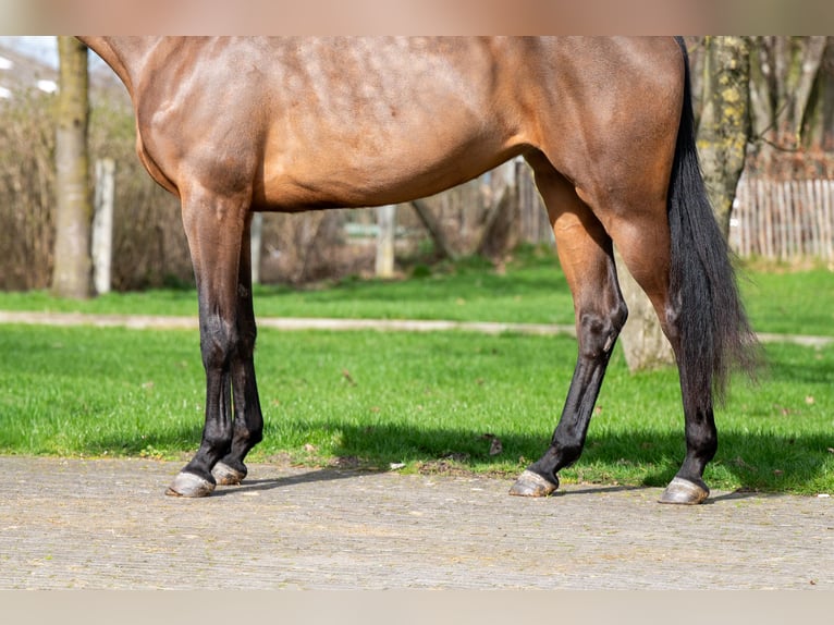 Zangersheide Klacz 4 lat 162 cm  in GROTE-BROGEL