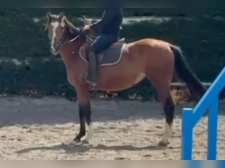 Zangersheide Klacz 4 lat 164 cm Gniada in Heusden zolder