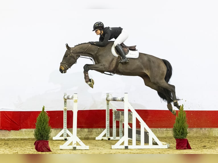 Zangersheide Klacz 4 lat 165 cm Ciemnogniada in Waddinxveen