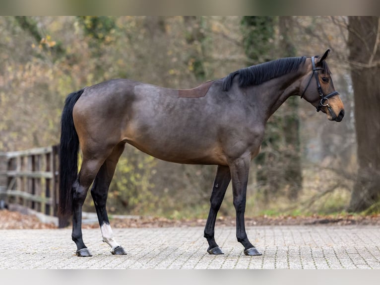 Zangersheide Klacz 4 lat 165 cm Gniada in Wijchmaal