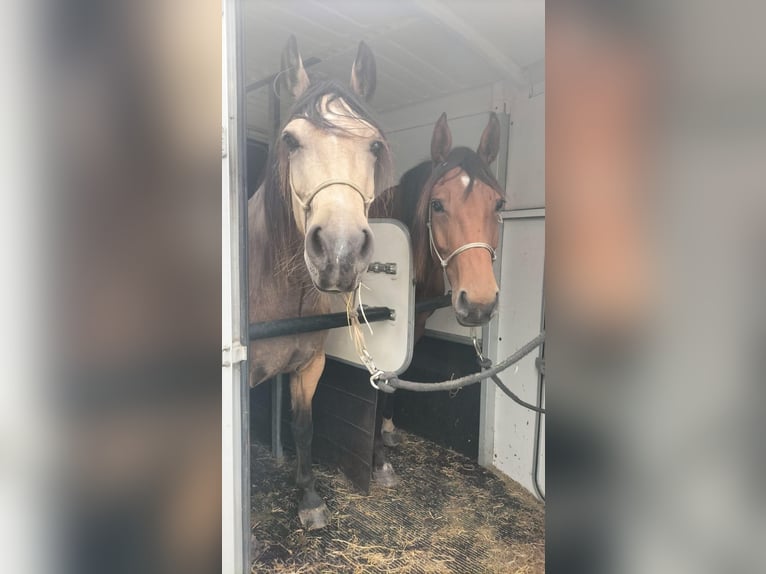 Zangersheide Klacz 4 lat 167 cm Jasnogniada in Maarkedal