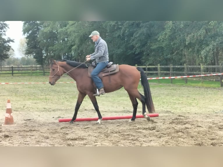 Zangersheide Klacz 4 lat 167 cm Jasnogniada in Maarkedal