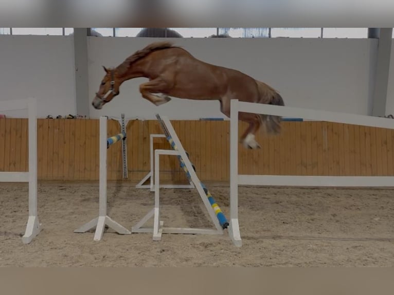 Zangersheide Klacz 4 lat 167 cm Kasztanowata in G&#x141;UBCZYN