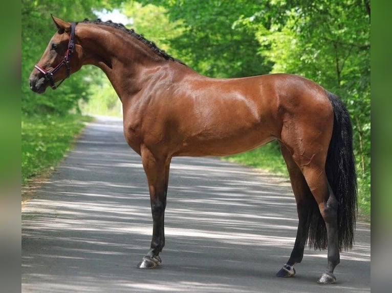 Zangersheide Klacz 4 lat 168 cm Gniada in Hódmezővásárhely