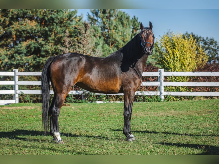 Zangersheide Klacz 4 lat 168 cm Gniada in Skrzyszów