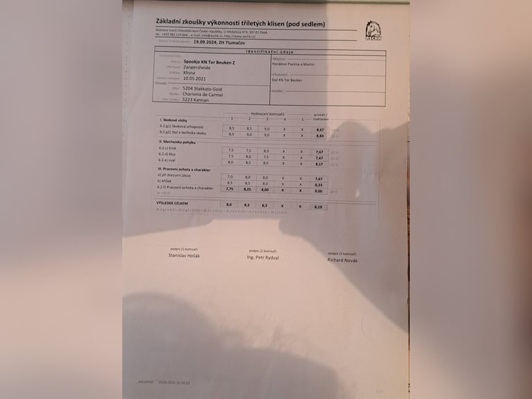 Zangersheide Klacz 4 lat 168 cm in Ostrava Zangersheide Klacz 4 lat 168 cm in Ostrava