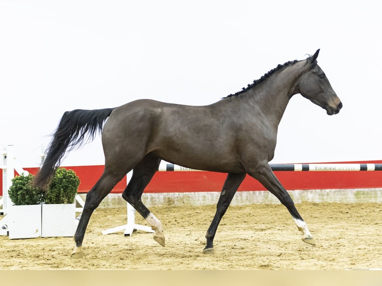 Zangersheide Klacz 4 lat 169 cm  in Waddinxveen