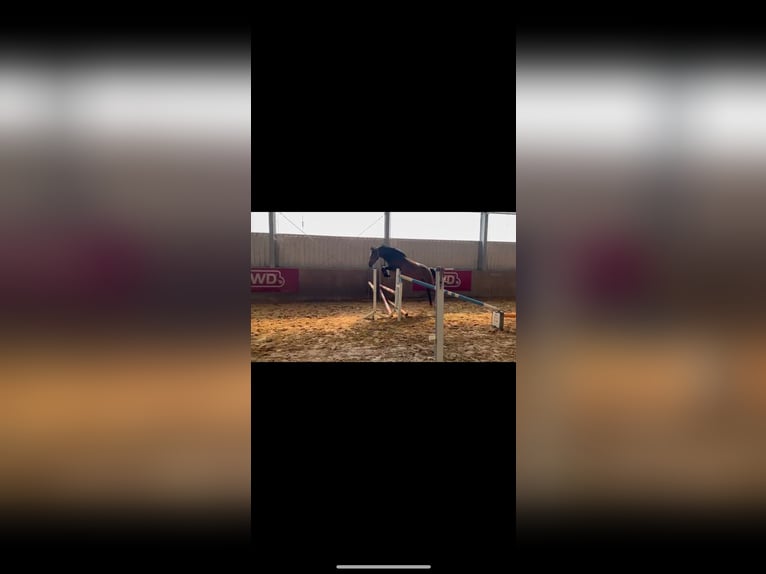 Zangersheide Klacz 4 lat 170 cm Ciemnogniada in Titz