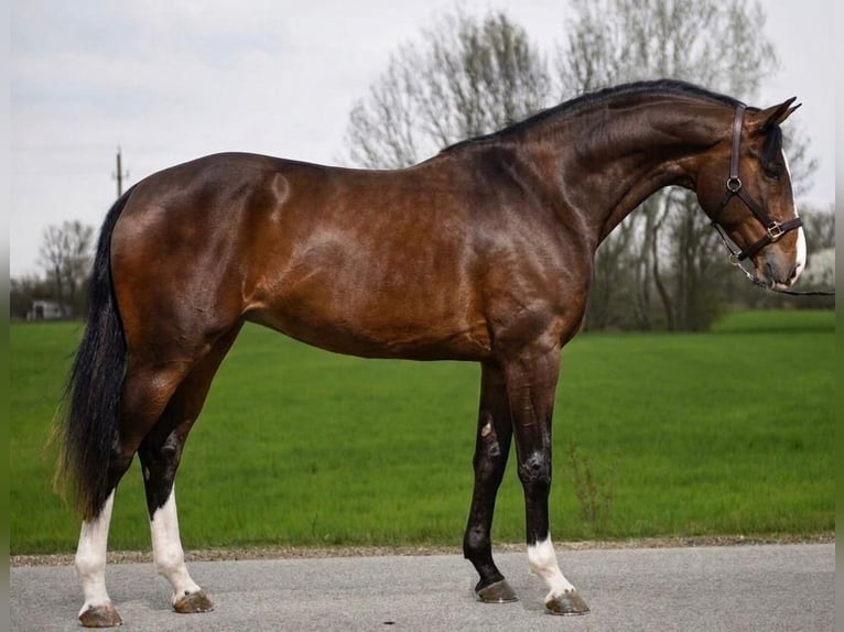 Zangersheide Klacz 4 lat 170 cm Gniada in Szarvas