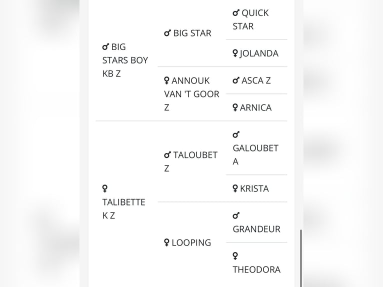 Zangersheide Klacz 4 lat 170 cm Kara in Altusried