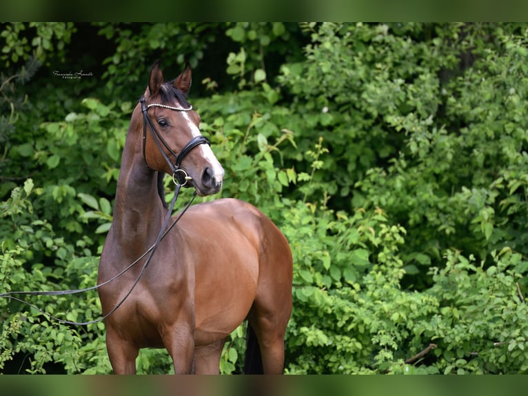 Zangersheide Klacz 4 lat 172 cm Gniada in Gro&#xDF;ostheim