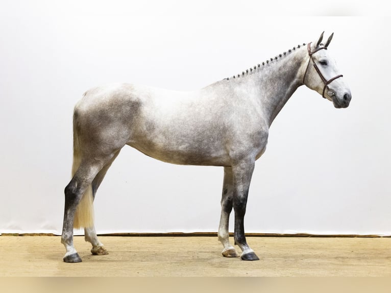 Zangersheide Klacz 4 lat 176 cm Siwa in Waddinxveen