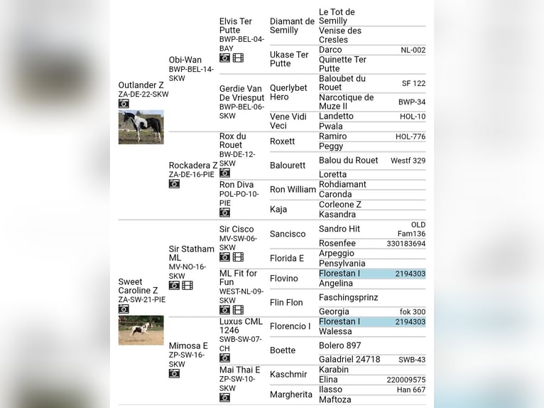 Zangersheide Klacz 5 lat 156 cm Srokata in Mücheln