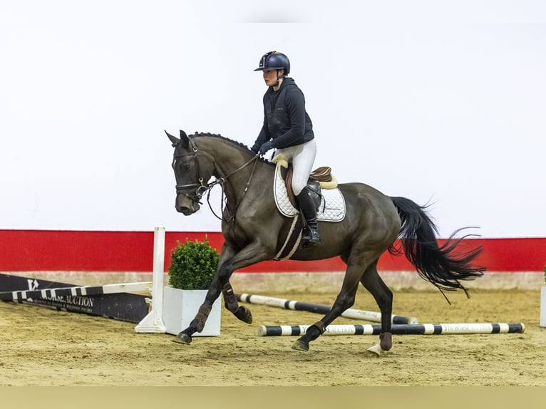 Zangersheide Klacz 5 lat 157 cm Gniada in Waddinxveen