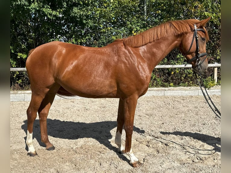 Zangersheide Klacz 5 lat 158 cm Kasztanowata in Meerbusch