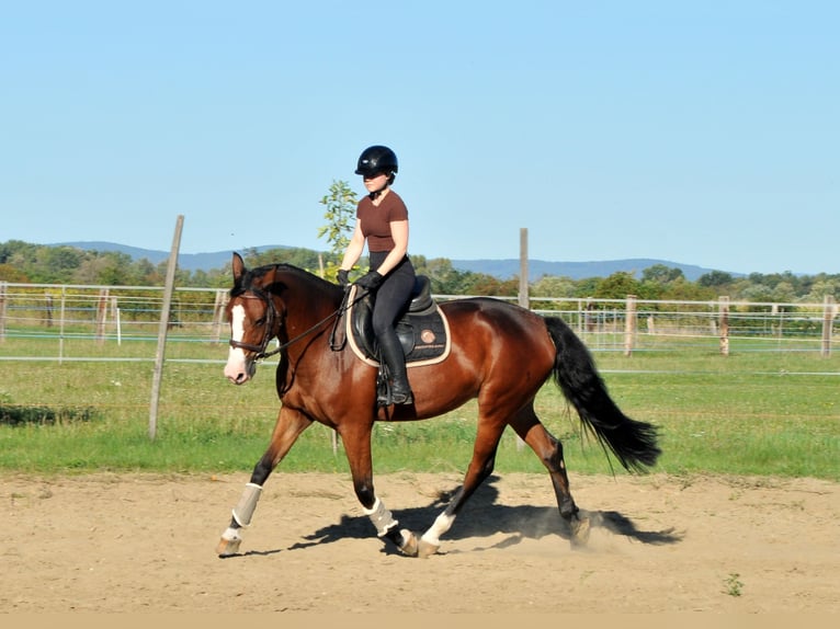 Zangersheide Klacz 5 lat 160 cm Gniada in Schattendorf
