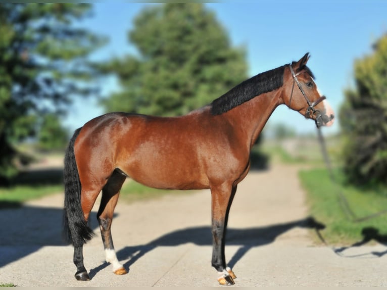 Zangersheide Klacz 5 lat 160 cm Gniada in Schattendorf