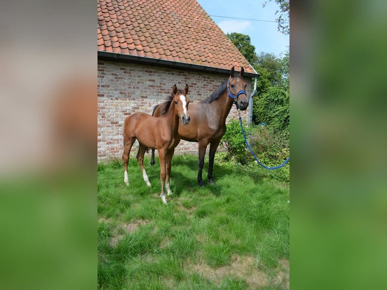 Zangersheide Klacz 5 lat 161 cm Gniada in Deinze