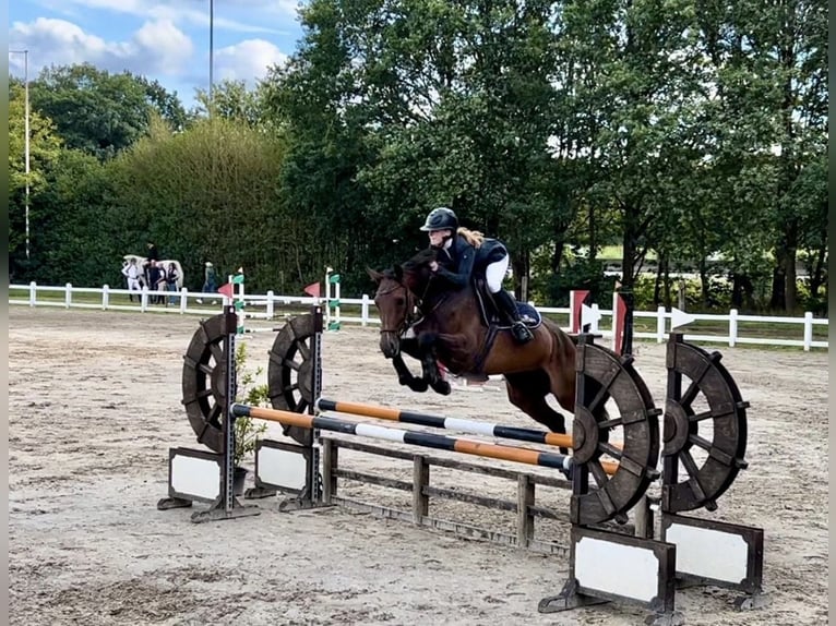 Zangersheide Klacz 5 lat 161 cm Gniada in Deinze