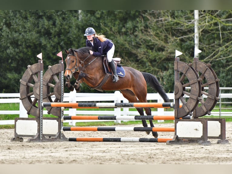 Zangersheide Klacz 5 lat 161 cm Gniada in Deinze