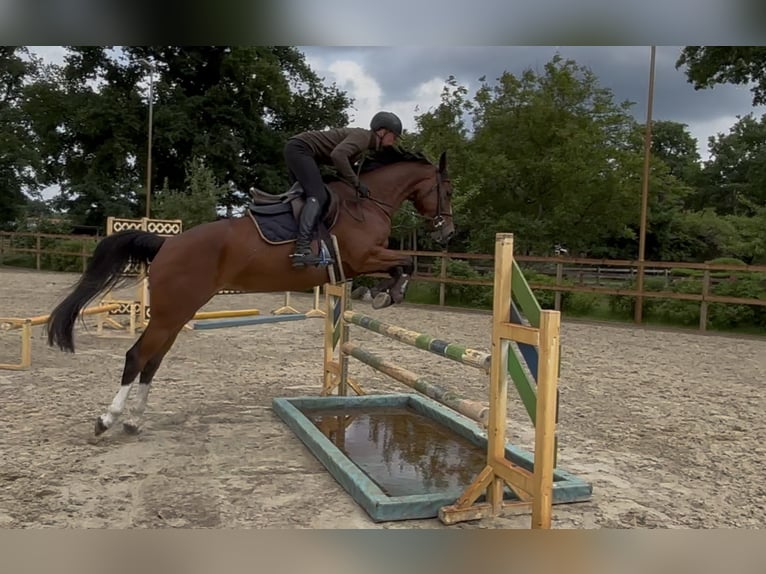 Zangersheide Klacz 5 lat 162 cm Gniada in Ehra-Lessien