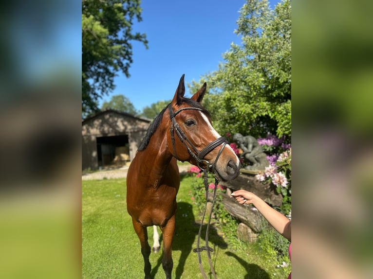 Zangersheide Klacz 5 lat 162 cm Gniada in Ehra-Lessien