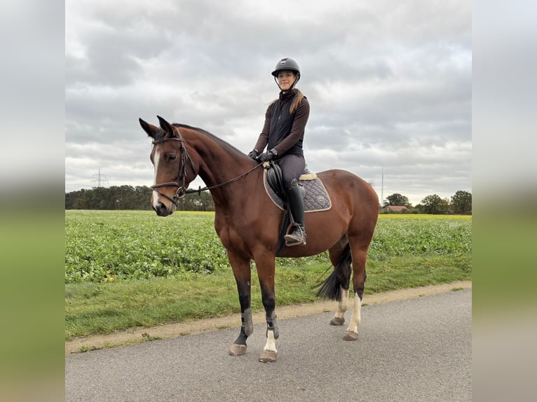 Zangersheide Klacz 5 lat 162 cm Gniada in Ehra-Lessien