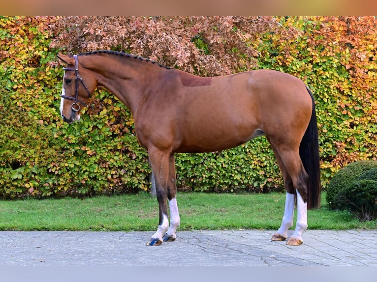 Zangersheide Klacz 5 lat 164 cm Gniada in Bladel