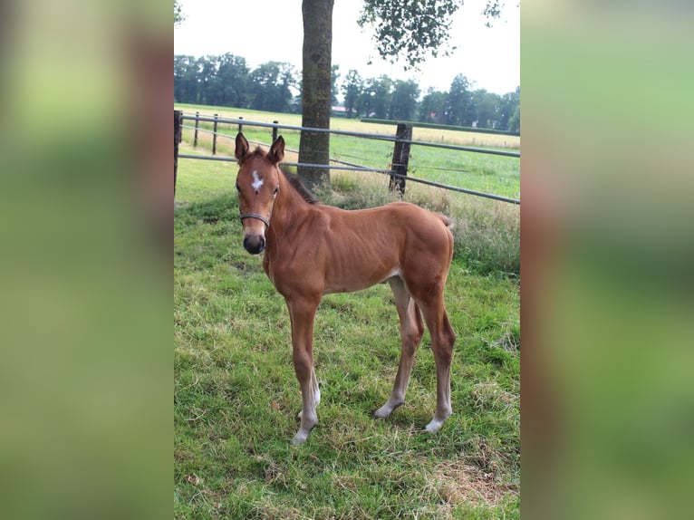 Zangersheide Klacz 5 lat 164 cm Siwa jabłkowita in Bad Bentheim