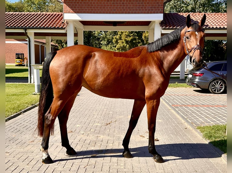 Zangersheide Klacz 5 lat 165 cm Gniada in Zülpich