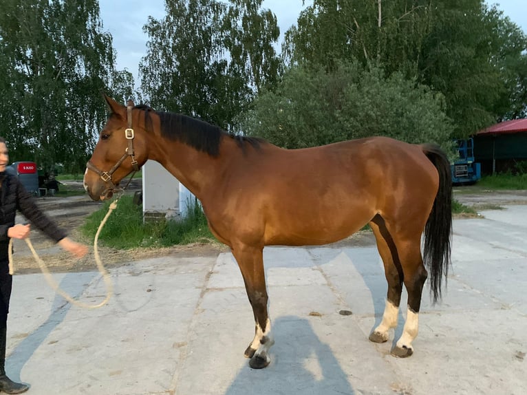 Zangersheide Klacz 5 lat 165 cm Gniada in Warsaw