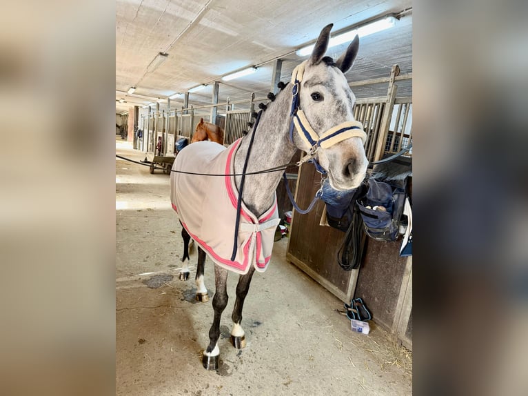 Zangersheide Klacz 5 lat 165 cm Siwa in Wermelskirchen