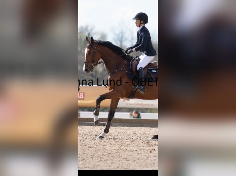 Zangersheide Klacz 5 lat 166 cm Gniada in Linköping