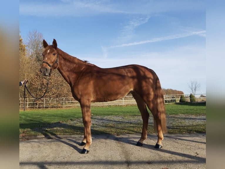 Zangersheide Mix Klacz 5 lat 166 cm Kasztanowata in Aachen