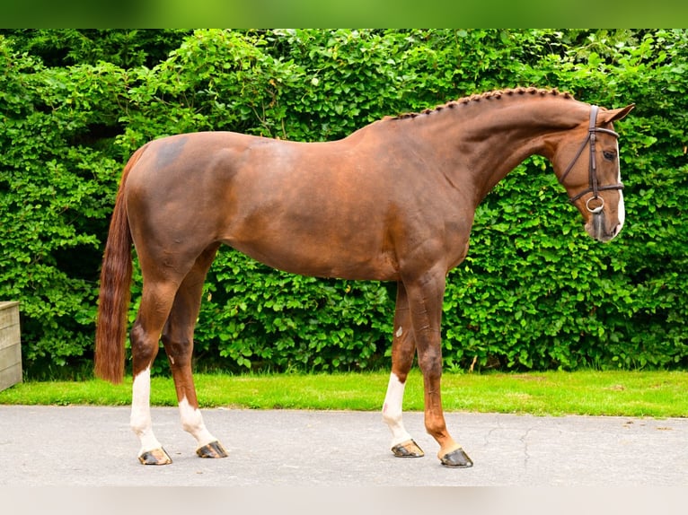 Zangersheide Klacz 5 lat 166 cm  in Bladel