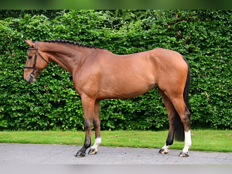 Zangersheide Klacz 5 lat 167 cm Gniada in Bladel