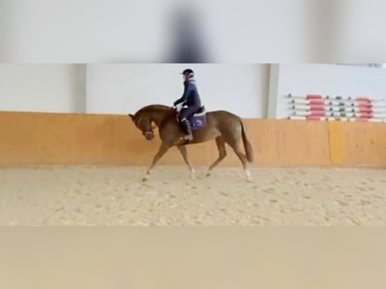 Zangersheide Klacz 5 lat 167 cm Kasztanowata in GŁUBCZYN