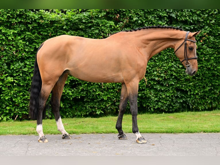 Zangersheide Klacz 5 lat 168 cm Gniada in Bladel