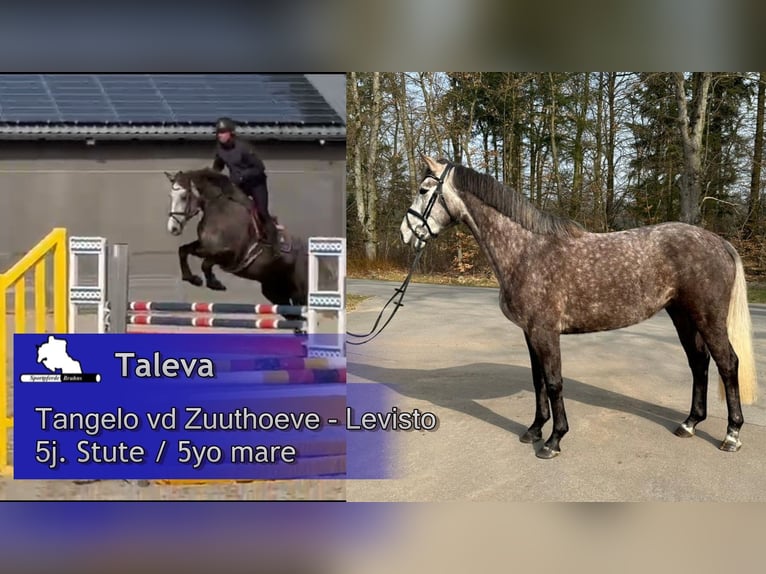 Zangersheide Klacz 5 lat 168 cm Siwa in Gadow