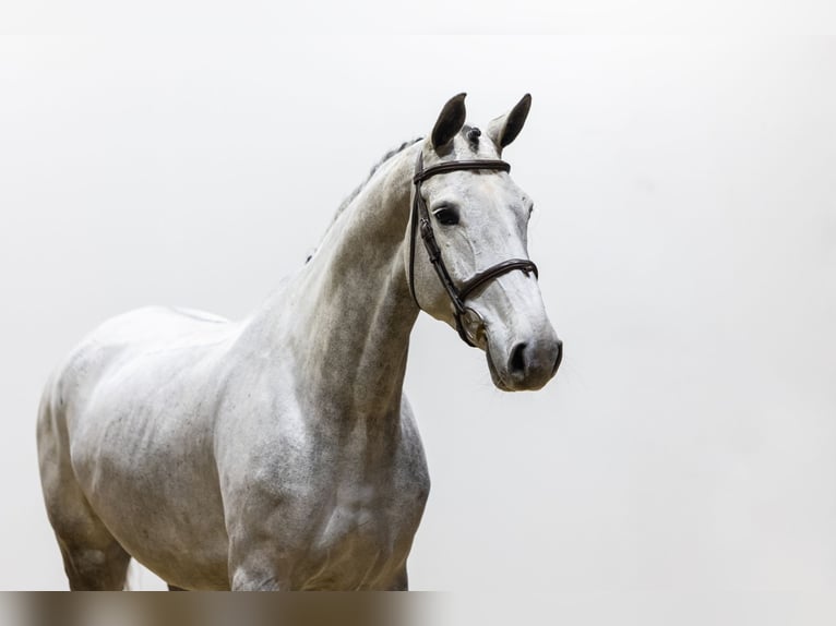 Zangersheide Klacz 5 lat 168 cm Siwa in Waddinxveen