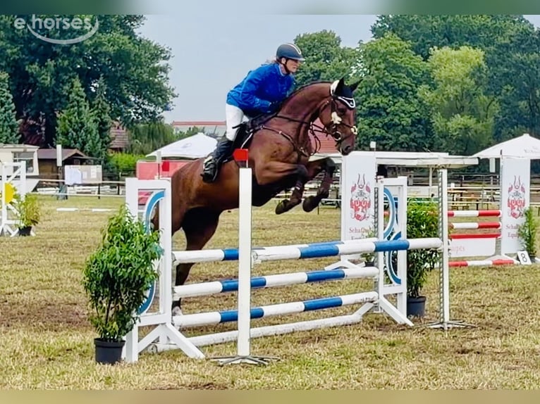 Zangersheide Klacz 5 lat 169 cm Gniada in Martfeld