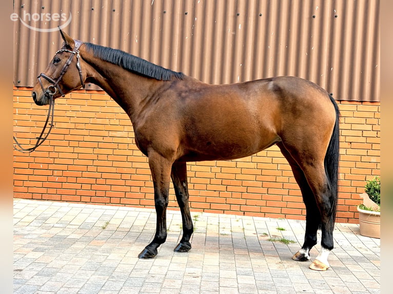 Zangersheide Klacz 5 lat 169 cm Gniada in Martfeld