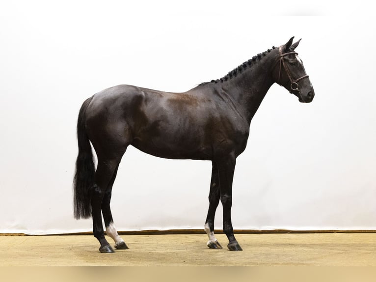 Zangersheide Klacz 5 lat 169 cm Kara in Waddinxveen