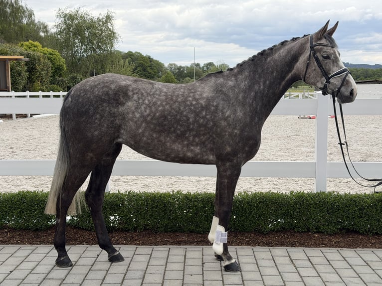 Zangersheide Klacz 5 lat 169 cm Siwa jabłkowita in Riedlingen