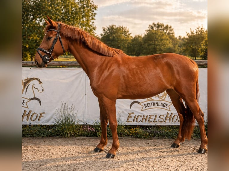 Zangersheide Klacz 5 lat 170 cm Kasztanowata in Bad König